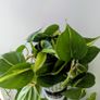Philodendron Scandens Plant Image 3