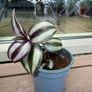 Tradescantia plants Image 2