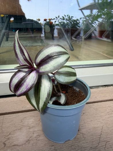 Tradescantia plants