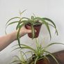 Spider plant house plant Image 3