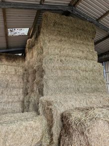2026 Hay