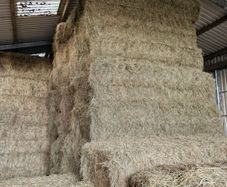 2026 Hay