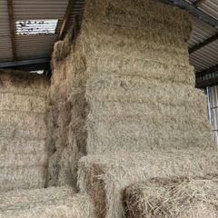 2026 Hay
