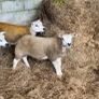 Pedigree texel ram lambs and ewe lamb for sale Image 3