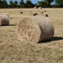 Hay for sale Image 3