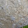 FOSSIL PLATE -  incl. Crinoids Coral Belemnites Bivalves Image 2