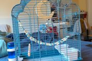 New Parrot/bird Cage Starter Kit + Tons of Accessories