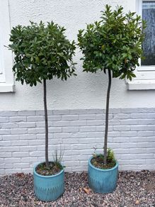 2 x Bay trees in ceramic pots