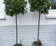 2 x Bay trees in ceramic pots