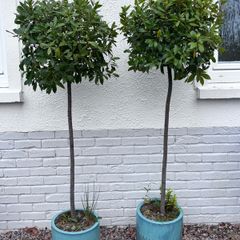 2 x Bay trees in ceramic pots