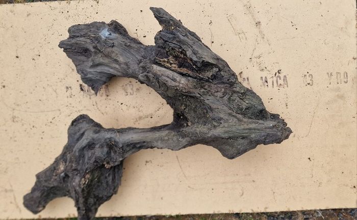 Collection of 4 Ancient Irish Bog Oak Pieces