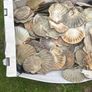 Flat sea shells Image 2