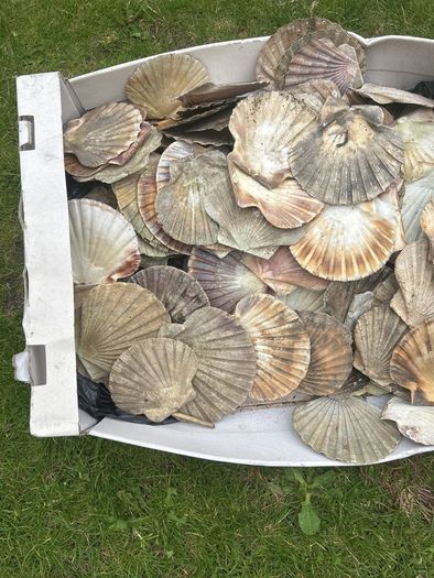 Flat sea shells