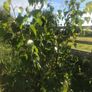 Poplar Lombardy trees Image 2