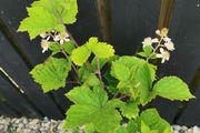 Thornless blackberry plant