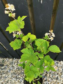 Thornless blackberry plant