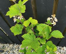 Thornless blackberry plant