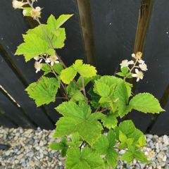 Thornless blackberry plant