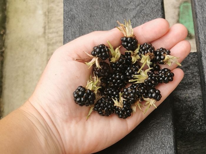 Cutleaf thornless blackberry plant