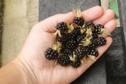 Cutleaf thornless blackberry plant