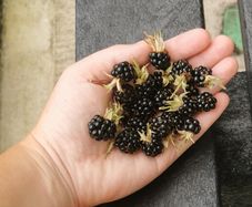 Cutleaf thornless blackberry plant