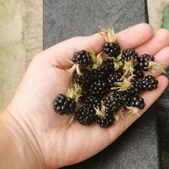 Cutleaf thornless blackberry plant