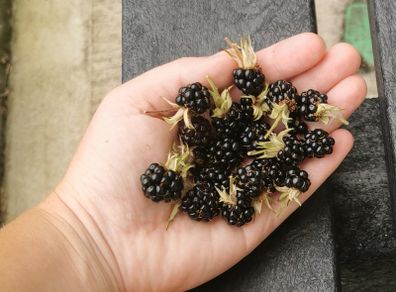 Cutleaf thornless blackberry plant