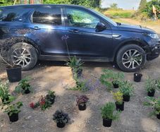 mature plant bundle