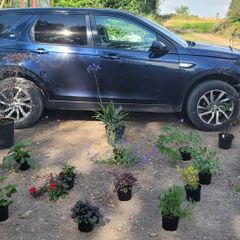 mature plant bundle