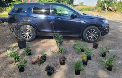 mature plant bundle