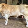 Ch Bull Image 3