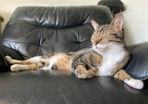 2 Male Cats