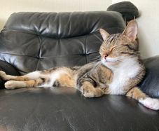 2 Male Cats