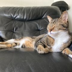 2 Male Cats