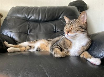 2 Male Cats