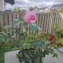 Rose Plant Image 2