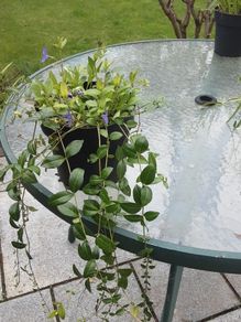 vinca minor plant.