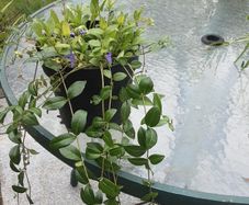 vinca minor plant.
