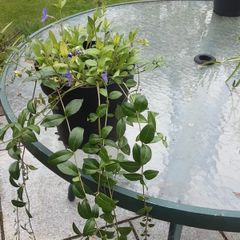 vinca minor plant.