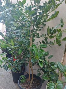 Holly trees