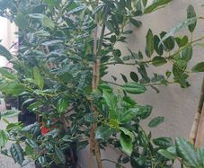 Holly trees