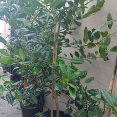 Holly trees