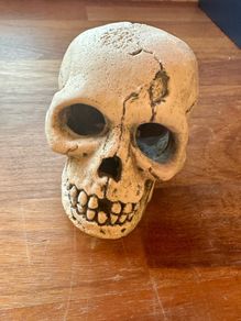 Aquarium Skull