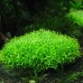 Riccia Fluitans, postage available Image 3