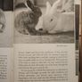 A Hare About The House. By Cecil S. Webb. First Edition. 1955 Hardback In Fair Condition. See Photos For Same. Image 7
