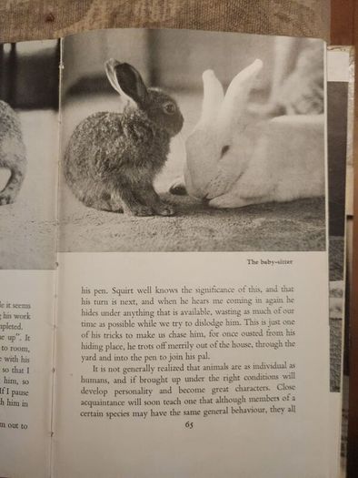 A Hare About The House. By Cecil S. Webb. First Edition. 1955 Hardback In Fair Condition. See Photos For Same.
