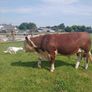 Hereford bulls Image 3