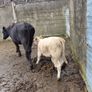 Cow & Calf Image 2
