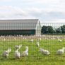 Garden Home 1M X 25M Green Wire Mesh Fencing RAL6005 PVC Coated 100 x 75mm Mesh Size 2.2mm Wire Diameter Galvanized Wire Fence Roll Poultry Netting Chicken Wire Hardware Cloth (FREE POSTAGE) Image 3