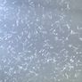 Live Fish/Shrimp Food Starter Cultures Image 5